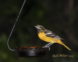 Baltimore Oriole