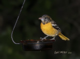 Baltimore Oriole