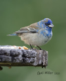Indigo Bunting