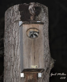 Raccoon In A Wood Duck Nest Box In My Backyard - April, 2020
