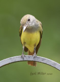 Great-crested Flycatcher