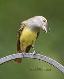 Great-crested Flycatcher
