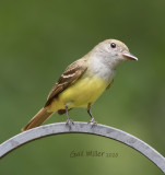 Great-crested Flycatcher