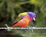 Painted Bunting, male