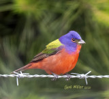 Painted Bunting, male