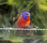 Painted Bunting, male