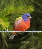 Painted Bunting, male.