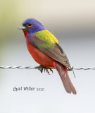 Painted Bunting, male