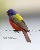 Painted Bunting, male