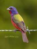 Painted Bunting, male