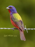 Painted Bunting, male