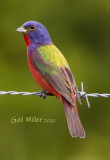 Painted Bunting, male