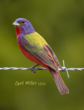 Painted Bunting, male