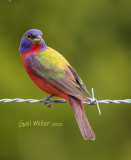 Painted Bunting, male