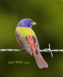 Painted Bunting, male