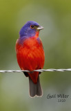 Painted Bunting, male