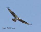 Osprey