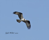 Osprey