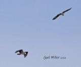 Osprey