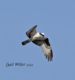Osprey