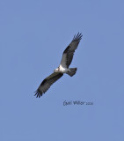 Osprey