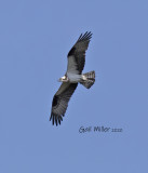 Osprey