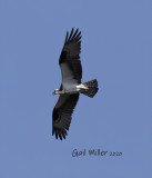 Osprey