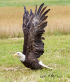 Bald Eagle 30 Years Old
