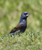 Blue Grosbeak, male