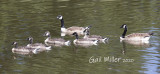 Canada Goose Family