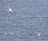 Least Terns
