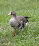 Greater White-fronted Goose