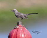 Northern Mockingbird