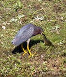Green Heron