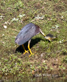 Green Heron