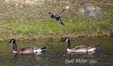 Green Heron and Canada Geese