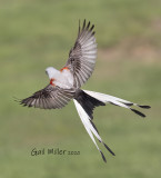 Scissor-tailed Flycatcher, male.