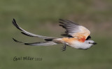 Scissor-tailed Flycatcher, male.