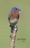 Eastern Bluebird, male.