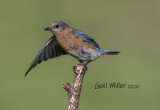 Eastern Bluebird, female.