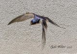 Barn Swallow