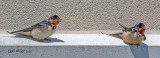 Barn Swallow