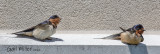 Barn Swallow