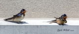 Barn Swallow