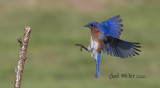 Eastern Bluebird, male.