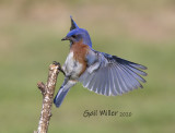 Eastern Bluebird, male.