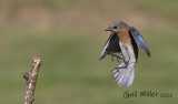 Eastern Bluebird, female.