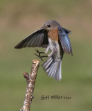 Eastern Bluebird, female.