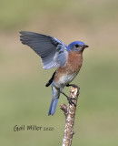Eastern Bluebird, male.