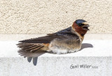 Cliff Swallow